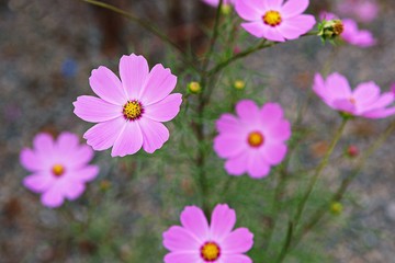 Fototapeta premium 가을코스모스입니다