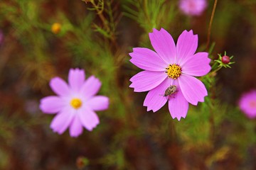 Fototapeta premium 가을코스모스입니다