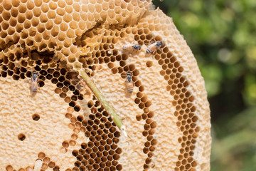 honeycomb