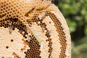 honeycomb
