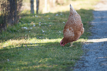 A hen by the side of the road is picking up food