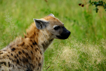 A juvenile spotted hyena in the Kruger National Park in South Africa.