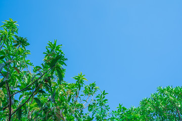 Look up at the blue sky and the blurry trees. Twigs are bright green leaves that are beautiful and refreshing for the hot season. Blue sky and bright clouds in the daytime are beautiful.