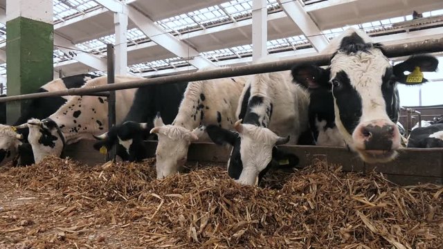 Cows on Farm. Black and white cows eating hay in the stable. Agriculture industry, farming and animal husbandry concept. The cow sniffs corn silage, while others eat