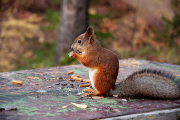 Little red squirrel is eating, running and walking in the forest in green, yellow and brown colors. Trees of birch, larch, spruce, fir, pine and cedar. Gold autumn