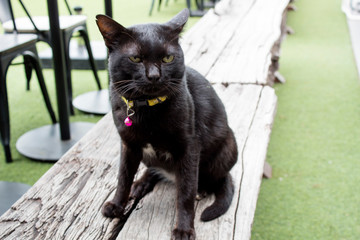 cat in front of the wall