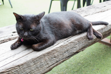 cat on a fence