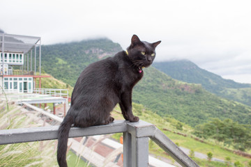 cat on roof