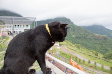 cat on the roof