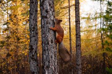 Little red squirrel is eating, running and walking in the forest in green, yellow and brown colors. Trees of birch, larch, spruce, fir, pine and cedar. Gold autumn