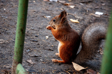 Little red squirrel is eating, running and walking in the forest in green, yellow and brown colors. Trees of birch, larch, spruce, fir, pine and cedar. Gold autumn