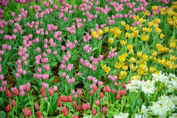 Tulips flower in the garden background