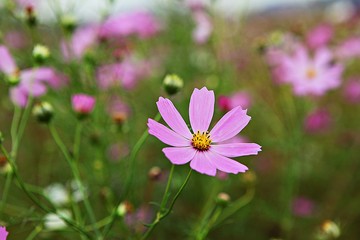 가을코스모스입니다