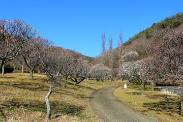 初春　梅の花　青空　道　癒し　杤木