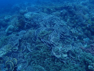 Healthy Coral Reef in Siquijor
