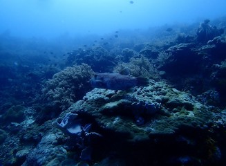 Blue-spotted puffer