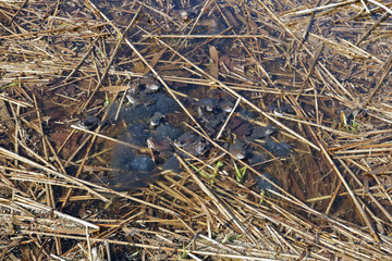 On a sunny warm spring day, frogs lay their eggs in swamp water