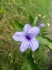image of purple kencana flower is so beautiful the background of the leaves.