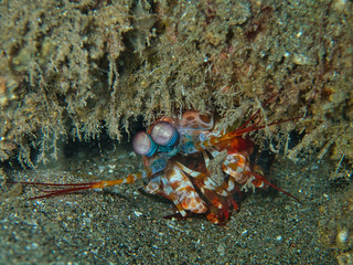 Peacock mantis shrimp in the Philippines