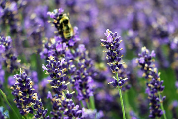 Close-up of lavender flower on a summer day in the garden.