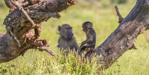 Communication between a female chacma baboon and her juvenile image in horizontal format