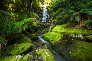 The lush green moss of bastion Cascades in Tasmania