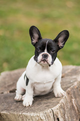 young french bulldog