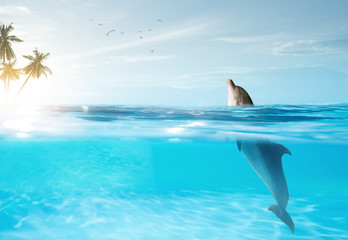 view of nice bottle nose dolphin  swimming in blue crystal water © Dmitry Vavilon 