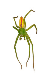 Green spider isolated on a white background. Spider isolated on white