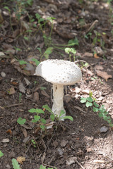 White mushroom in the forest