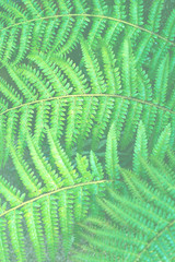 숲이미지, 봄과 여름 배경