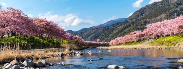(静岡県-風景パノラマ)青空の下の河津さくら並木１ © MOCOHA IMAGE