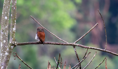 Chestnut-backed owlet in Sinharaja Rain Forest, Sri Lanka