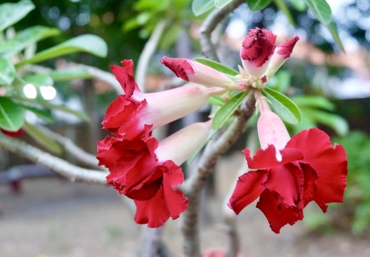 Beautiful Red Adenium Obesum or Desert Rose