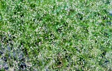 Bermuda Grass with Little Flowers in A Garden