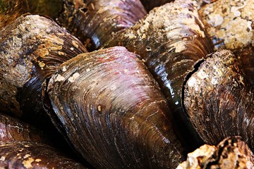 소래포구입니다