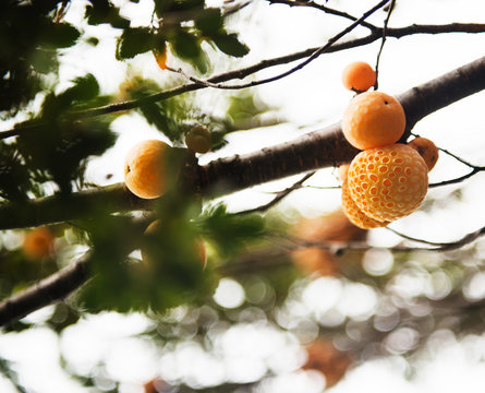 Detail of Cyttaria darwinii aka Darwins fungus in Tierra del Fuego National Park, Ushuaia, Argentina, Patagonia, South America