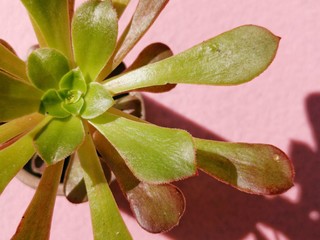 Sempervivum tectorum,Common Houseleek, - perennial plant growing in flower pot. Sempervivum in nature