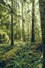 MacMillan Provincial Park. The park is home to a famous, 157 hectare stand of ancient Douglas-fir, known as Cathedral Grove.