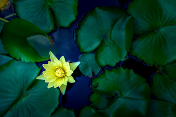 Waterlily flower blooming at the pond