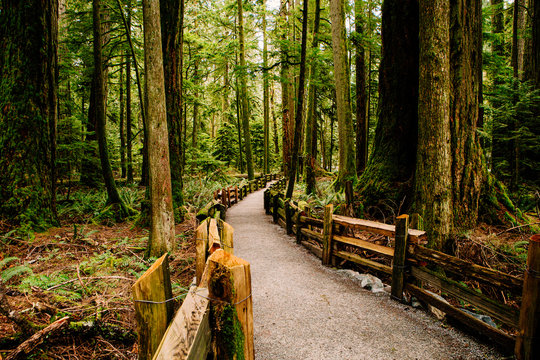Path in the MacMillan Provincial Park. The park is home to a famous, 157 hectare stand of ancient Douglas-fir, known as Cathedral Grove.