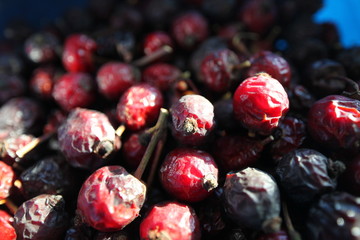 Ripe red dry rose hips.
