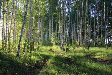 Fototapeta na wymiar Green, young birch grove in the morning hours in the rays of the rising sun