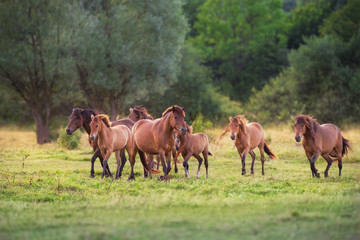 Naklejka na ściany i meble Horse herd run in sunlightwith dust at summer pasture