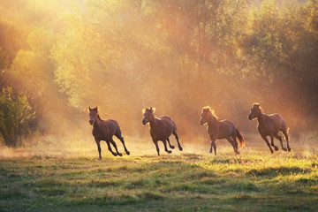 Horse herd galloping in sunlightwith dust at summer pasture