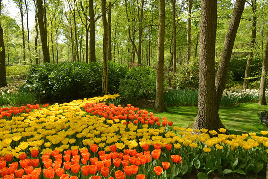 Flowers In Keukenhof Gardens.