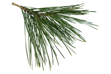 Twig of pine tree isolated on white background.