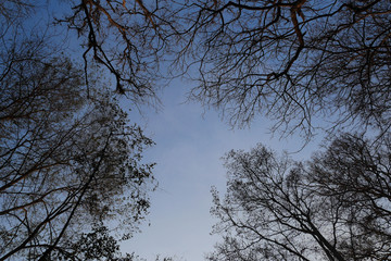 looking up dead tree branch