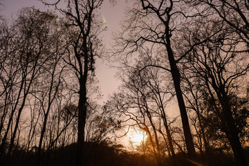 Fototapeta na wymiar beautiful sunrise or sunset with tree branch
