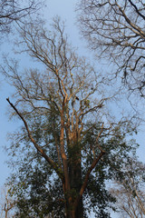 looking up dead tree branch